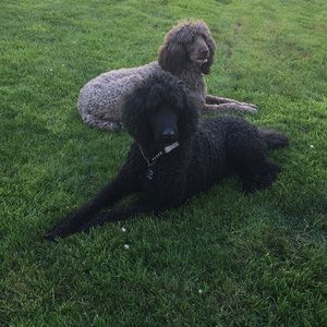 Meet your Posher, Elaine